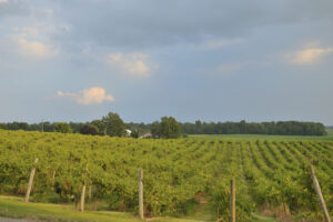 Vineyards-of-Turtle-Run